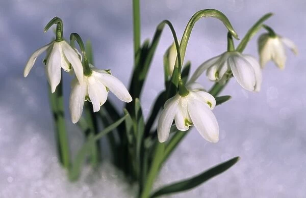 Snowdrops, Galanthus nivalis