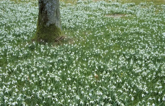 Framed Print : Snowdrops, Galanthus nivalis Framed Print : Snowdrops, Galanthus nivalis