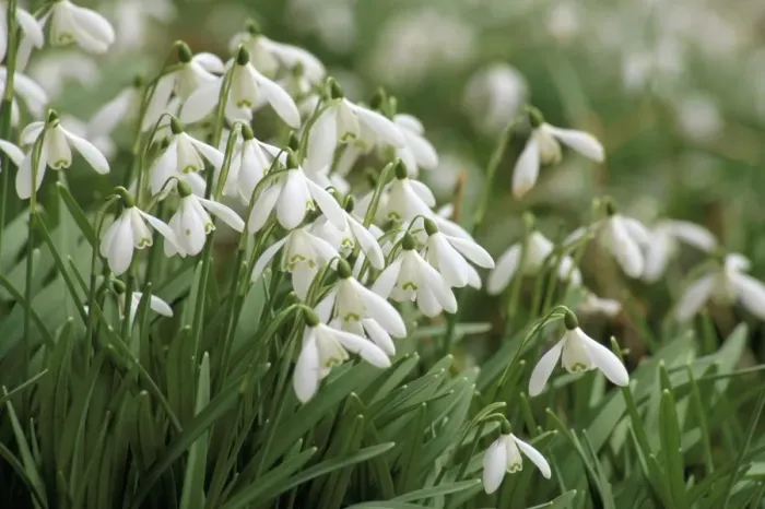 Framed Print : Snowdrops, Warnford, Hampshire, England, United Kingdom, Europe Framed Print : Snowdrops, Warnford, Hampshire, England, United Kingdom, Europe