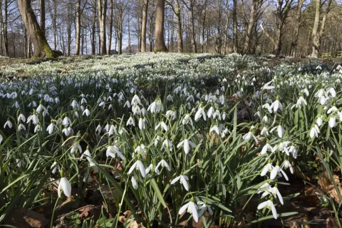 Framed Print : Snowdrops in woodland, near Stow-on-the-Wold, Cotswolds, Gloucestershire, England Framed Print : Snowdrops in woodland, near Stow-on-the-Wold, Cotswolds, Gloucestershire, England