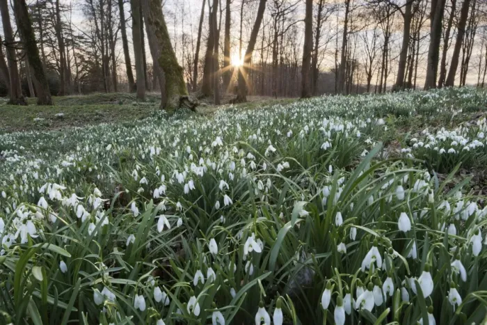Framed Print : Snowdrops in woodland at sunset, near Stow-on-the-Wold, Cotswolds, Gloucestershire Framed Print : Snowdrops in woodland at sunset, near Stow-on-the-Wold, Cotswolds, Gloucestershire