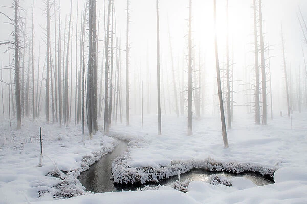 Snowscape with stream and trees in the fog, Yellowstone National Park