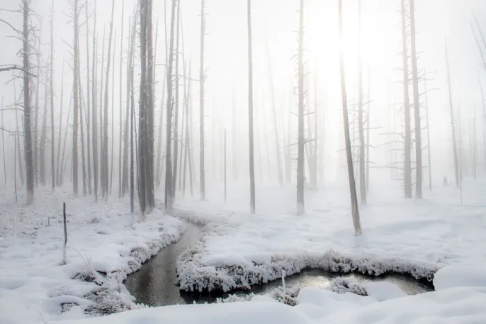 Framed Print : Snowscape with stream and trees in the fog, Yellowstone National Park Framed Print : Snowscape with stream and trees in the fog, Yellowstone National Park