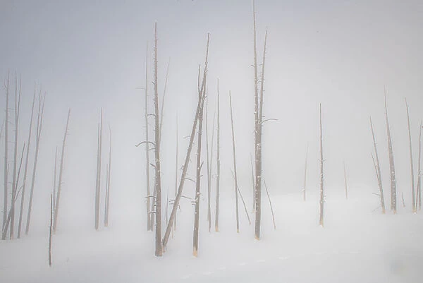 Snowscape trees in the fog, Yellowstone National Park, UNESCO World Heritage Site