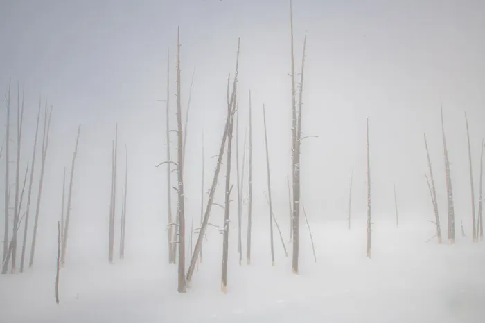 Framed Print : Snowscape trees in the fog, Yellowstone National Park, UNESCO World Heritage Site Framed Print : Snowscape trees in the fog, Yellowstone National Park, UNESCO World Heritage Site