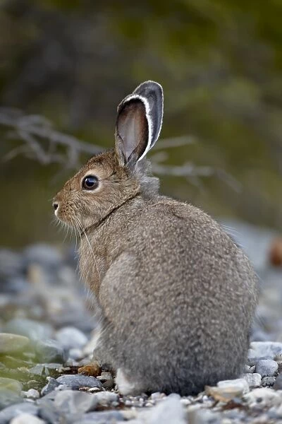 Snowshoe hare (Lepus americanus), Banff National Park, Alberta, Canada, North America