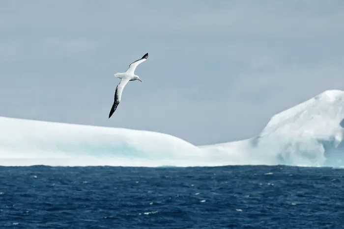 Framed Print : Snowy Albatross flying over icebergs, Antarctica, Polar Regions Framed Print : Snowy Albatross flying over icebergs, Antarctica, Polar Regions