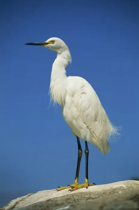 Framed Print : Snowy egret (Egretta thula) Framed Print : Snowy egret (Egretta thula)