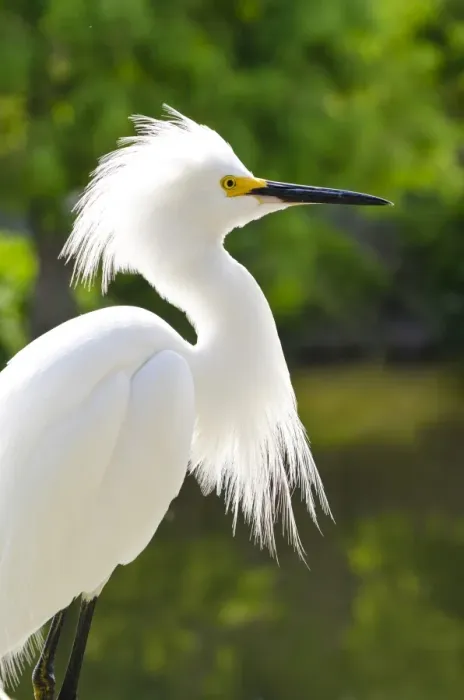 Framed Print : Snowy egret (Egretta thula), Everglades, Florida, United States of America, North America Framed Print : Snowy egret (Egretta thula), Everglades, Florida, United States of America, North America