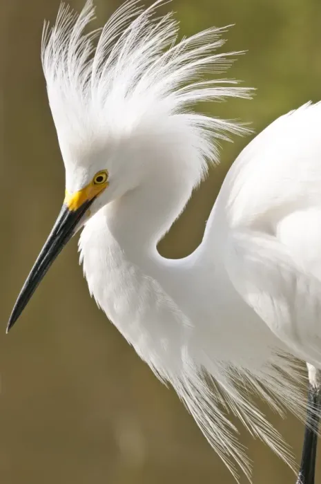 Framed Print : Snowy egret (Egretta thula), Everglades, Florida, United States of America, North America Framed Print : Snowy egret (Egretta thula), Everglades, Florida, United States of America, North America