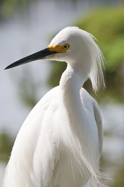 Snowy egret (Egretta thula), Everglades, Florida, United States of America, North America