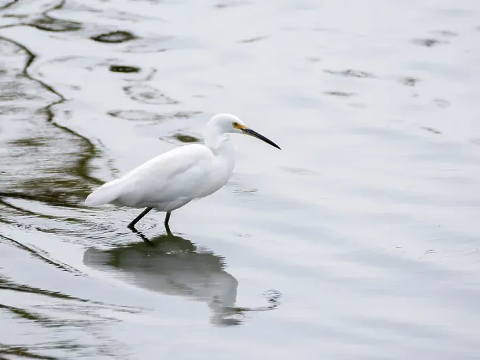 Framed Print : A snowy egret (Egretta thula), fishing in the shallows, San Jose del Cabo, Baja California Sur, Sea of Cortez, Mexico, North America Framed Print : A snowy egret (Egretta thula), fishing in the shallows, San Jose del Cabo, Baja California Sur, Sea of Cortez, Mexico, North America