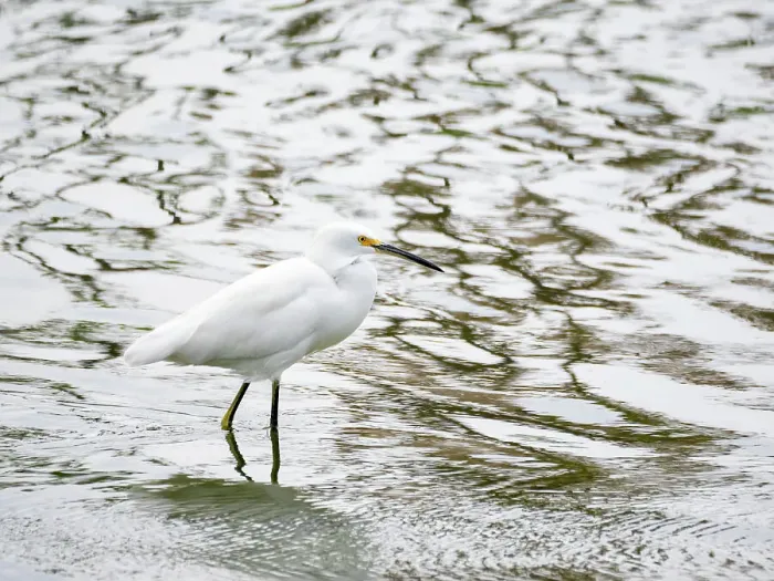 Framed Print : A snowy egret (Egretta thula), fishing in the shallows, San Jose del Cabo, Baja California Sur, Sea of Cortez, Mexico, North America Framed Print : A snowy egret (Egretta thula), fishing in the shallows, San Jose del Cabo, Baja California Sur, Sea of Cortez, Mexico, North America