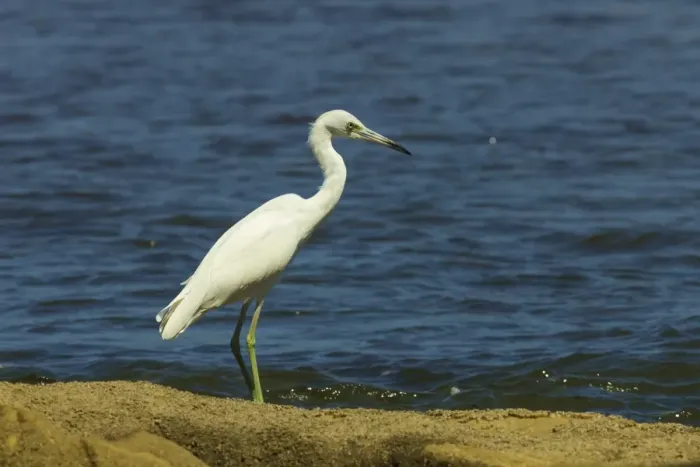 Framed Print : Snowy Egret (Egretta thula) by the Nosara River mouth near the Biological Reserve, Nosara, Guanacaste Province, Costa Rica, Central America Framed Print : Snowy Egret (Egretta thula) by the Nosara River mouth near the Biological Reserve, Nosara, Guanacaste Province, Costa Rica, Central America