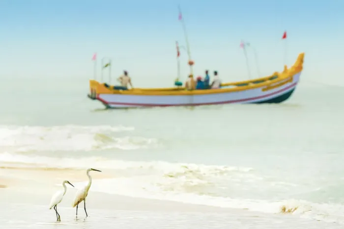 Framed Print : Snowy egrets, a common white heron, with fishing boat at Marari Beach, Mararikulam Framed Print : Snowy egrets, a common white heron, with fishing boat at Marari Beach, Mararikulam