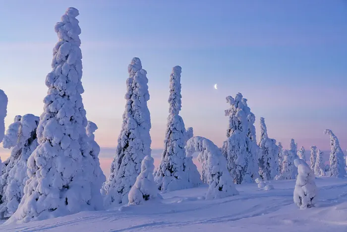 Framed Print : Snowy forest at sunrise in winter, Riisitunturi National Park, Posio, Lapland, Finland, Europe Framed Print : Snowy forest at sunrise in winter, Riisitunturi National Park, Posio, Lapland, Finland, Europe