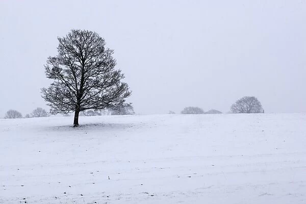 Snowy landscape with trees, Broadwell, Gloucestershire, Cotswolds, England, United Kingdom, Europe
