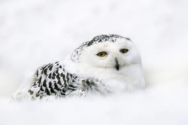 Snowy Owl (Nictea scandiaca)
