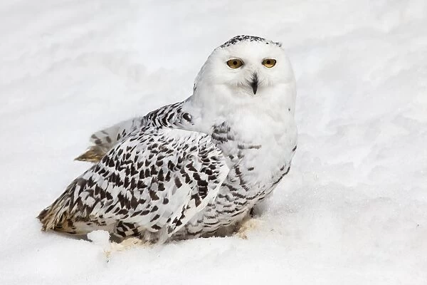 Snowy owl (Nictea scandiaca) female, captive, United Kingdom, Europe