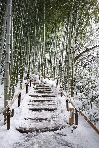 Snowy path in bamboo forest, Kodai-ji temple, Kyoto, Japan, Asia
