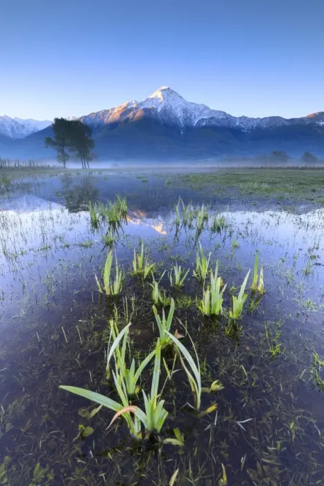Framed Print : The snowy peak of Mount Legnone reflected in the flooded land at dawn, Pian di Spagna Framed Print : The snowy peak of Mount Legnone reflected in the flooded land at dawn, Pian di Spagna