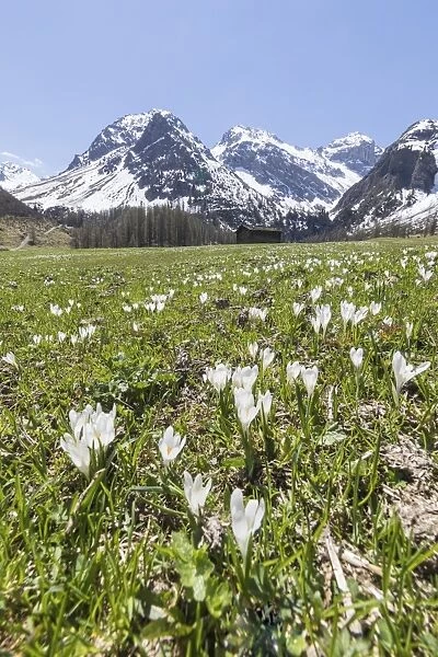 Snowy peaks and Crocus flowers during spring bloom, Davos, Sertig Valley, canton of Graubunden