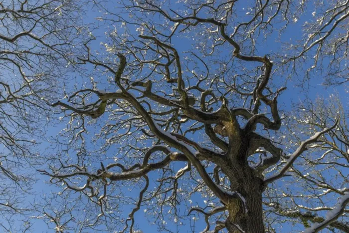 Framed Print : Snowy trees under a blue sky, country wood, winter, near Ashover and Chesterfield, Derbyshire, England, United Kingdom, Europe Framed Print : Snowy trees under a blue sky, country wood, winter, near Ashover and Chesterfield, Derbyshire, England, United Kingdom, Europe