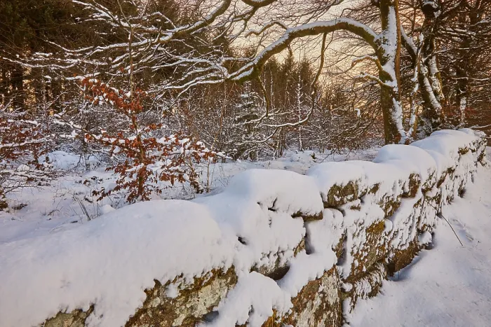 Framed Print : A snowy winter woodland scene, near Princetown, in the heart of Dartmoor National Park, Devon, Great Britain Framed Print : A snowy winter woodland scene, near Princetown, in the heart of Dartmoor National Park, Devon, Great Britain