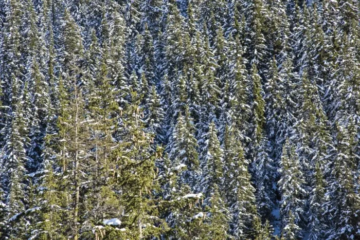 Framed Print : Snowy woods around Julierpass, Albula District, Canton of Graubunden, Switzerland, Europe Framed Print : Snowy woods around Julierpass, Albula District, Canton of Graubunden, Switzerland, Europe
