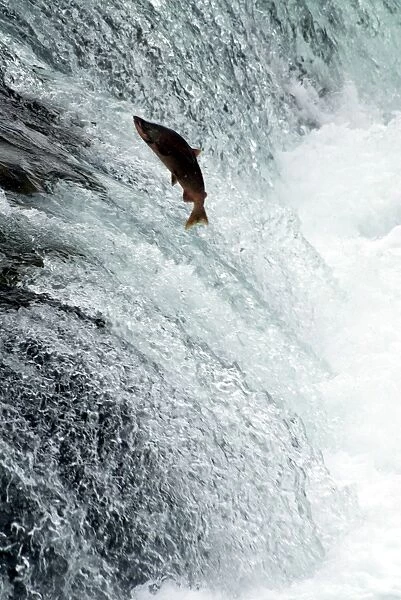 Sockeye salmon attempting to jump the falls, Brooks Camp, Katmai National Park