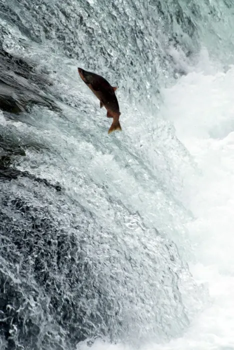 Framed Print : Sockeye salmon attempting to jump the falls, Brooks Camp, Katmai National Park Framed Print : Sockeye salmon attempting to jump the falls, Brooks Camp, Katmai National Park