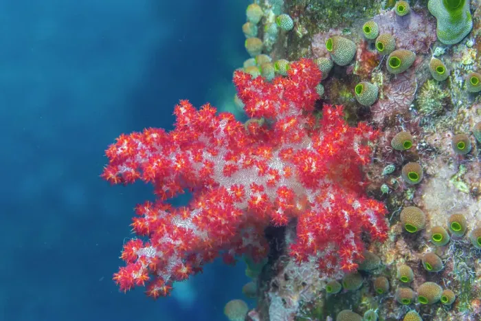 Framed Print : Soft coral from the Genus Scleronephthya in the shallow reefs off Sauwaderek Village Reef, Raja Ampat, Indonesia, Southeast Asia, Asia