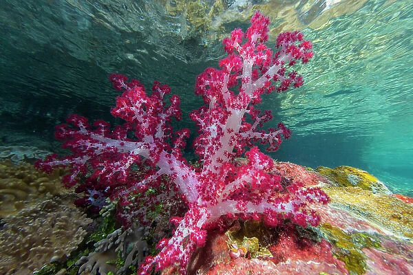 Soft coral from the Genus Scleronephthya in the shallow waters off Waigeo Island, Raja Ampat, Indonesia, Southeast Asia, Asia