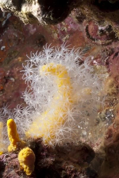 Soft coral, Southern Thailand, Andaman Sea, Indian Ocean, Southeast Asia, Asia