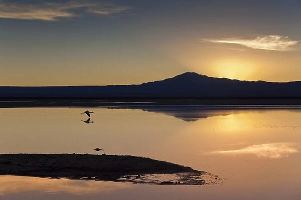 A solitary flamingo flying above the still waters of a lagoon with a volcano of the Andes in the background, Chile, South America