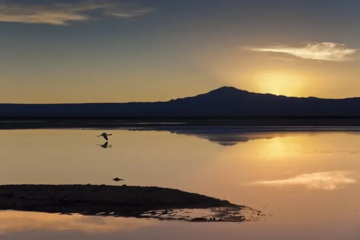 Framed Print : A solitary flamingo flying above the still waters of a lagoon with a volcano of the Andes in the background, Chile, South America Framed Print : A solitary flamingo flying above the still waters of a lagoon with a volcano of the Andes in the background, Chile, South America