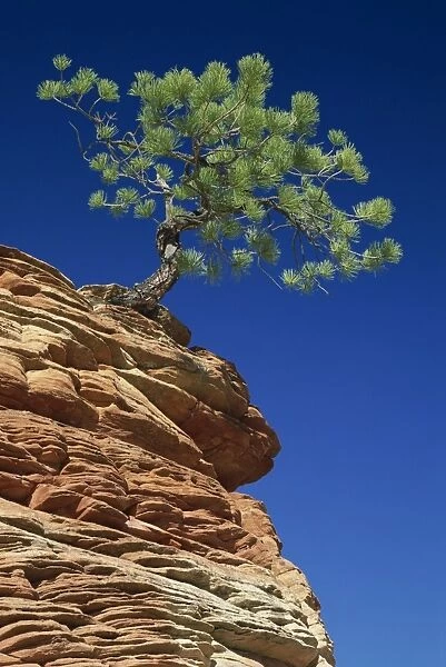 Solitary ponderosa pine on top of a sandstone outcrop