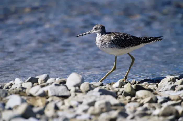 Framed Print : Solitary sandpiper (Tringa solitaria) Framed Print : Solitary sandpiper (Tringa solitaria)