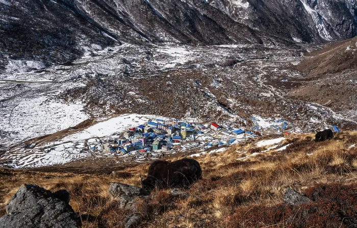 Framed Print : Solitary yak above Kyanjin Gompa settlement, with Himalayan ridges and snowy valley floor stretching through Langtang, Nepal Framed Print : Solitary yak above Kyanjin Gompa settlement, with Himalayan ridges and snowy valley floor stretching through Langtang, Nepal
