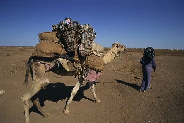 Somali camel nomads collecting water, Ethiopia, Africa