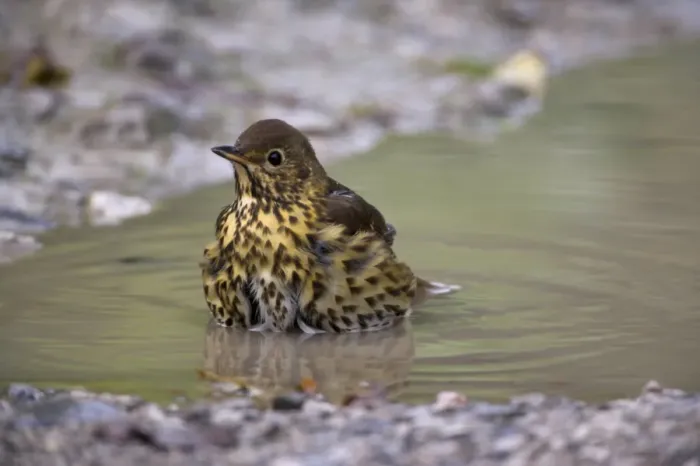 Framed Print : Song thrush, Turdus philomelos, bathing in puddle, United Kingdom, Europe Framed Print : Song thrush, Turdus philomelos, bathing in puddle, United Kingdom, Europe