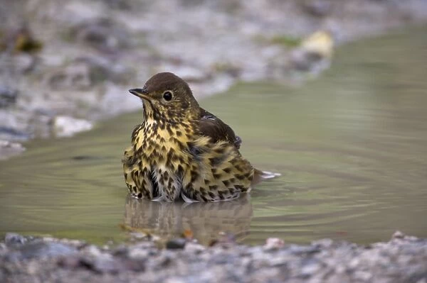 Song thrush, Turdus philomelos, bathing in puddle, United Kingdom, Europe