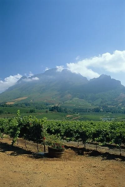 South Africa, Cape Winelands