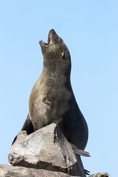 South African (Cape) fur seal (Arctocephalus pusillus pusillus), Cape Cross breeding colony, Namibia, May 2013