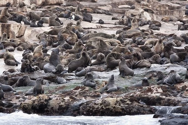 South African (Cape) fur seals (Arctocephalus pusillus pusillus), Seal Island