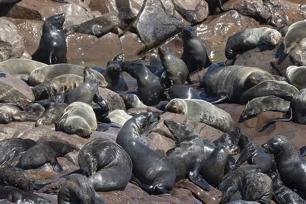 South African (Cape) fur seals (Arctocephalus pusillus pusillus), Cape Cross breeding colony, Namibia, Africa