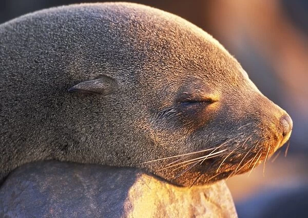South African Fur Seal