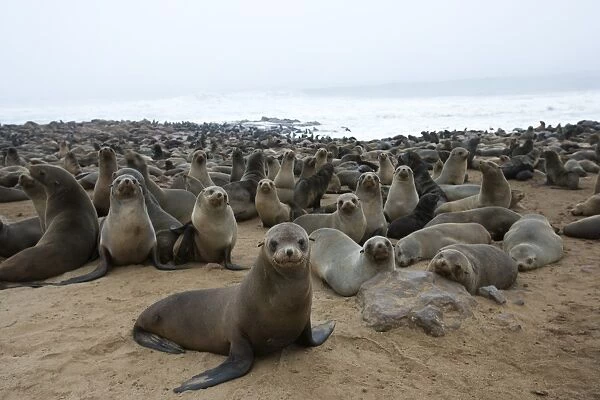 South African fur seal colony (Arctocephalus pusillus)