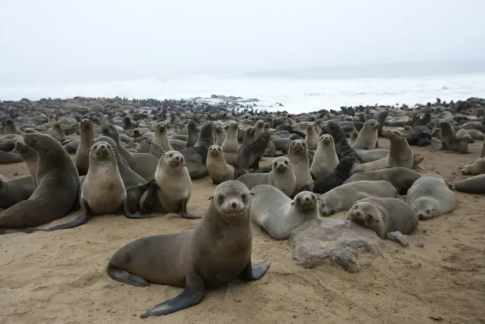 Framed Print : South African fur seal colony (Arctocephalus pusillus) Framed Print : South African fur seal colony (Arctocephalus pusillus)