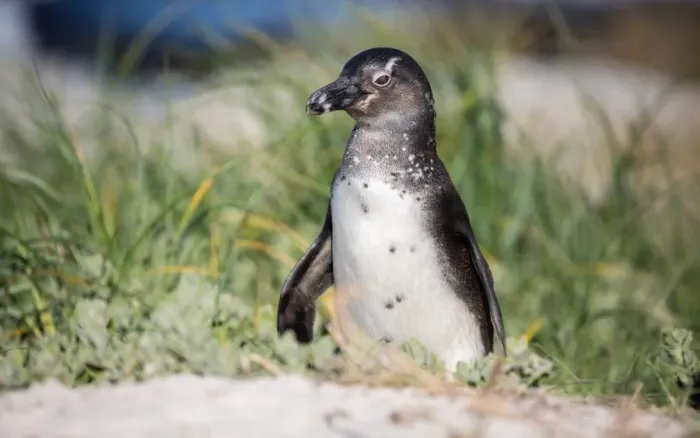 Framed Print : South African penguin (jackass penguin) at Boulders Beach in Simons Bay on the Cape Peninsula Framed Print : South African penguin (jackass penguin) at Boulders Beach in Simons Bay on the Cape Peninsula